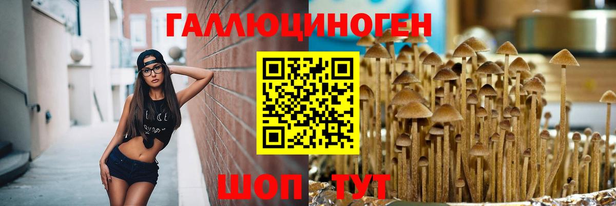 Галлюциногенные грибы Psilocybe Новочеркасск